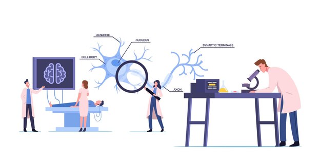 Scientists Characters Wearing White Medical Robe Learning Human Brain in Laboratory with Scheme of Dendrite, Cell Body, Axon and Nucleus with Synaptic Terminals. Cartoon People Vector Illustration