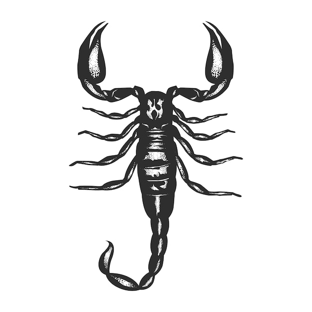 Scorpion.Realistic black scorpion on white background.