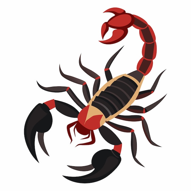 scorpion vector illustration