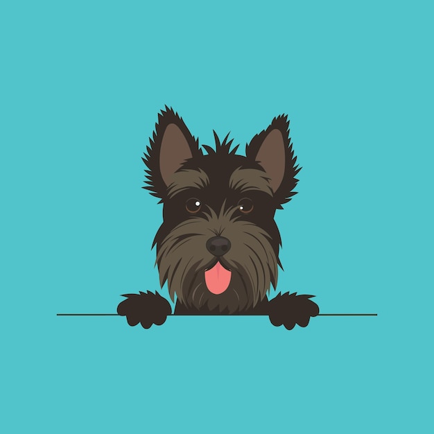 Vector scottish terrier dog peeking face vector illustration dog peeking face isolated