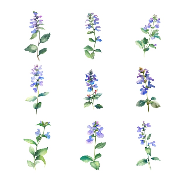 Scutellaria Watercolor illustration of blue salvia officinalis flowers on white background