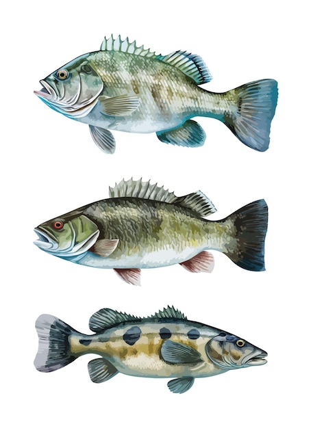 Sea bass clipart isolated vector illustration