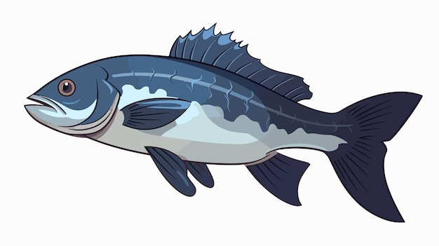 Sea Bass Clipart Vector Illustration