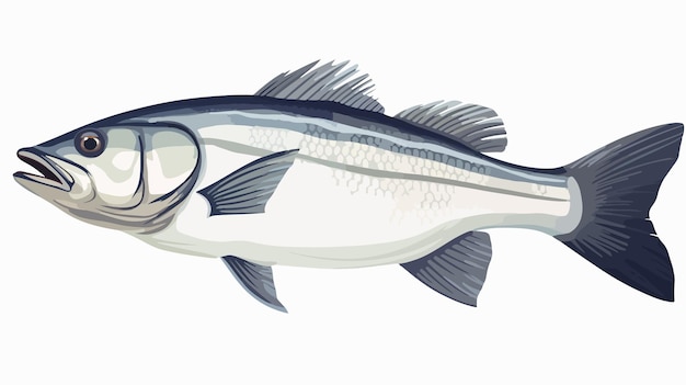 Sea Bass Fish Closeup Isolated on White Background