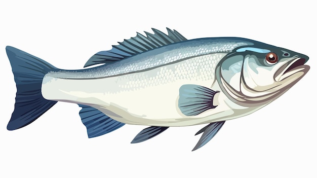 Sea Bass Fish Closeup Isolated on White Background