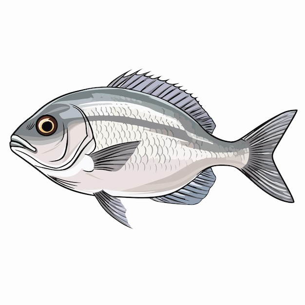 Sea Bream Fish Line Vector Illustration Isolated