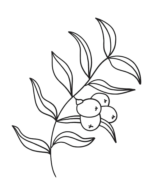 Sea buckthorn branch vector. Fruits on a branch with leaves in a linear style.