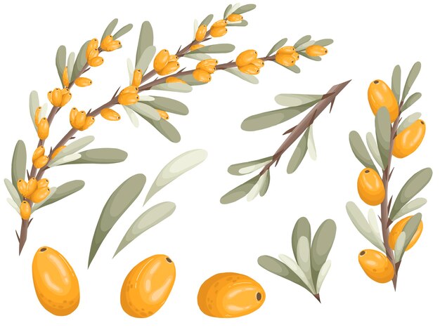 Sea buckthorn illustration, orange tasty berries, vector art