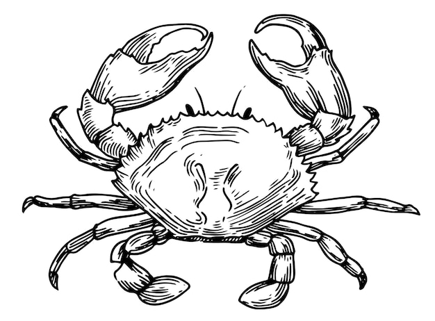 Vector sea crab vector illustration in sketch style