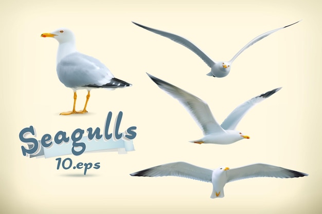 Sea gulls set