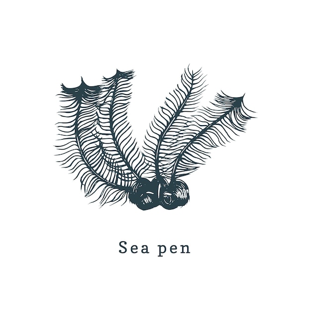 Sea Pens vector illustration. Drawing of coral polyp on white background.