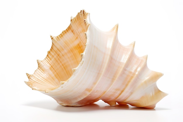 Sea shell isolated on white background Close up