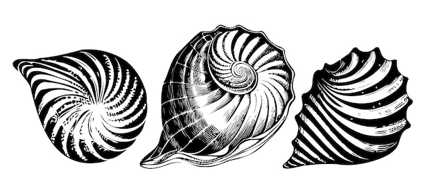 Sea shell set hand drawn sketch vector illustration Sea animals