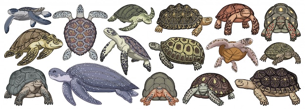 Sea turtle cartoon set icon. illustration tortoise on white background. Isolate cartoon set icon sea turtle.