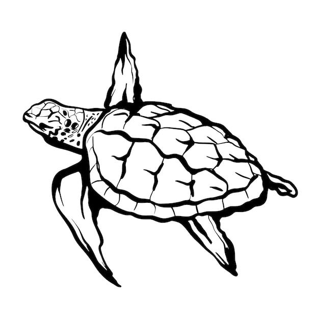 Sea turtle isolated on a white background handdrawn vector illustration