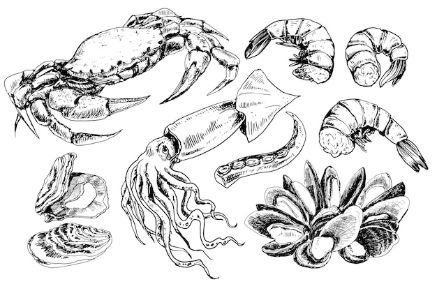 Seafood hand drawn collection