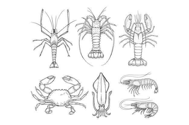 Seafood hand drawn illustration bundle