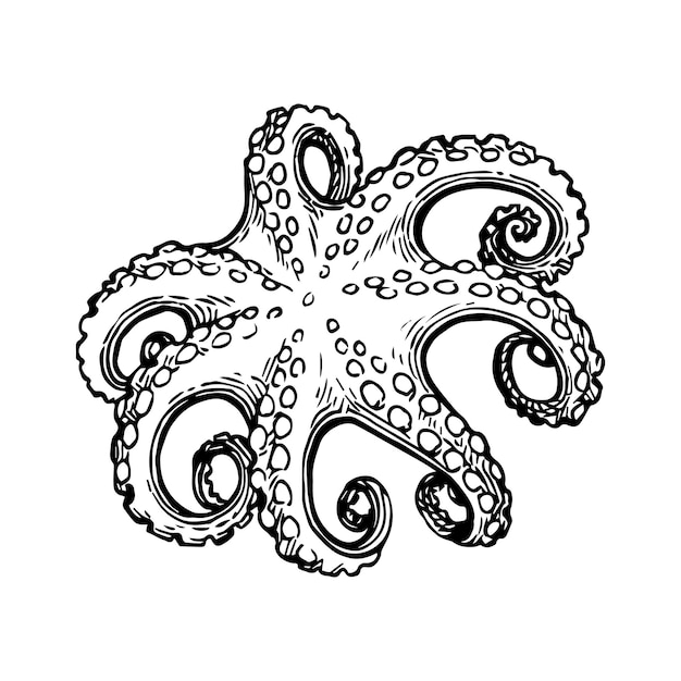 Seafood ink sketch Octopus isolated on white background Hand drawn vector illustration