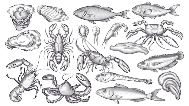 Vector seafood vector illustrations hand drawn line sea fishes oysters lobster squid octopus crabs