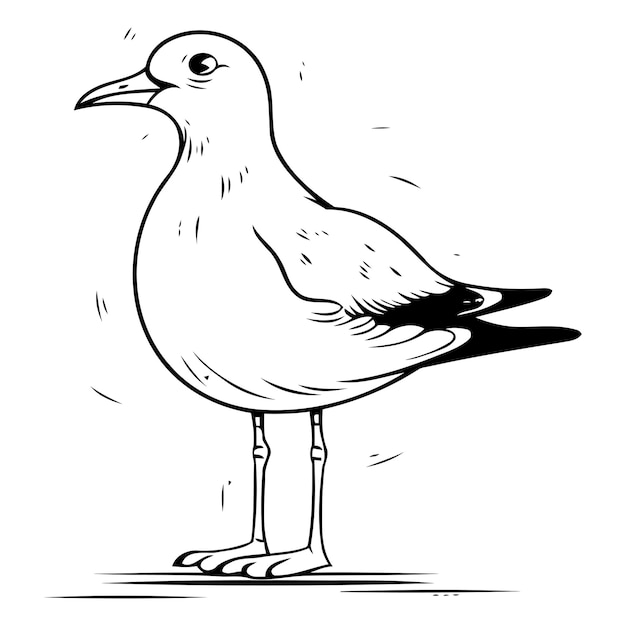 Seagull Hand drawn vector illustration of a seagull