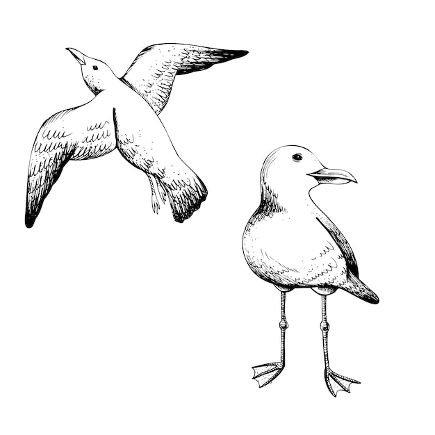 Vector seagulls one flying the other standing graphic line art hand drawn in black and white monochrome marine set of elements clip art