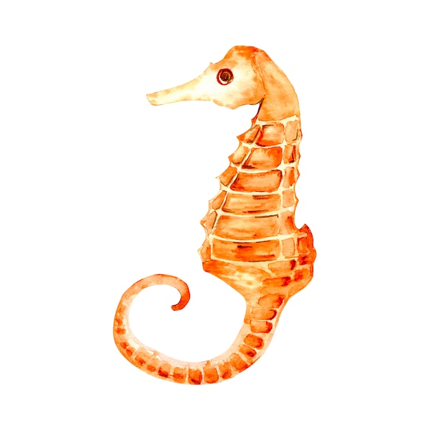 Seahorse illustration. Sea theme.