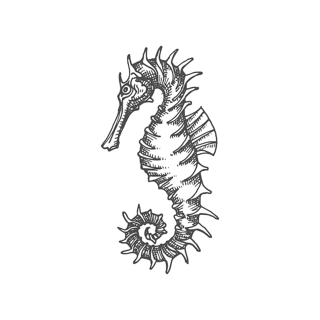 Seahorse marine underwater animal isolated icon