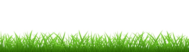 Seamless green grass isolated on white