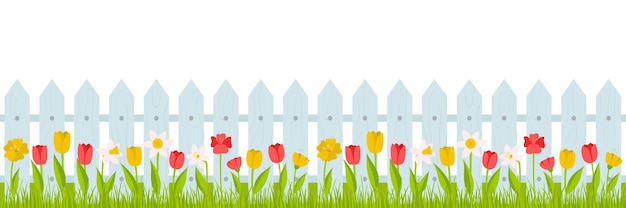 Seamless horizontal border. Lawn grass with red, yellow tulips and daffodils and a fence. Summer, spring illustration in cartoon style in a flat style on a white background.