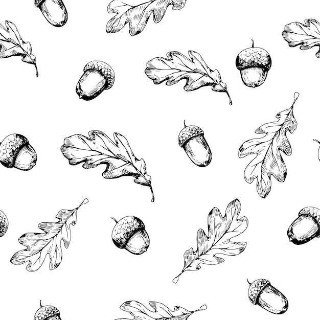 Seamless pattern Acorn oak leaf Sketch vector illustrtation Transparent background