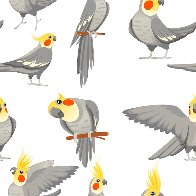 Seamless pattern of adult parrot of normal grey cockatiel (Nymphicus hollandicus, corella) cartoon bird design flat vector illustration on white background.