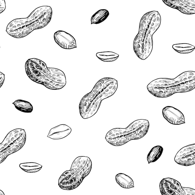 Seamless pattern. Peanut illustration. Hand drawn sketch