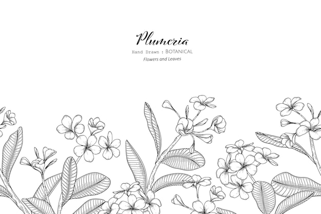 Seamless pattern Plumeria flower and leaf hand drawn botanical illustration with line art.