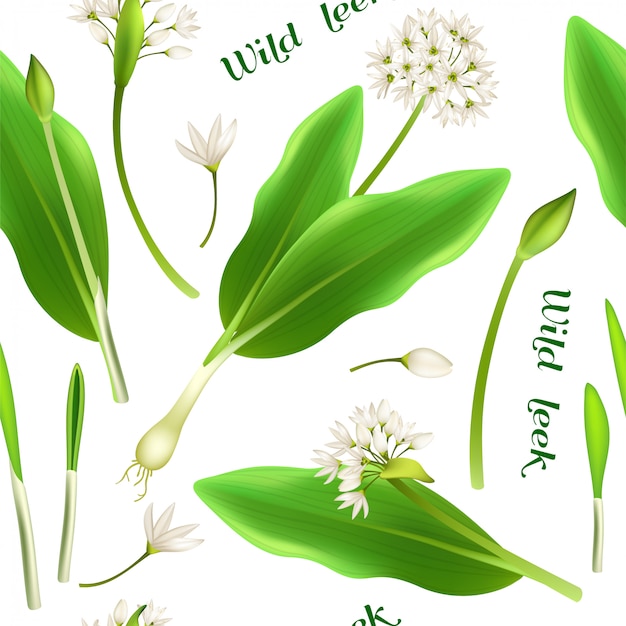 Seamless pattern wild leek and garlic.