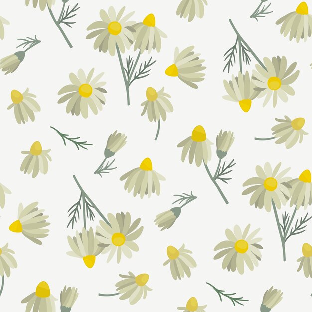 Vector seamless pattern with blooming chamomile isolated wild plant flowers petals vector illustration