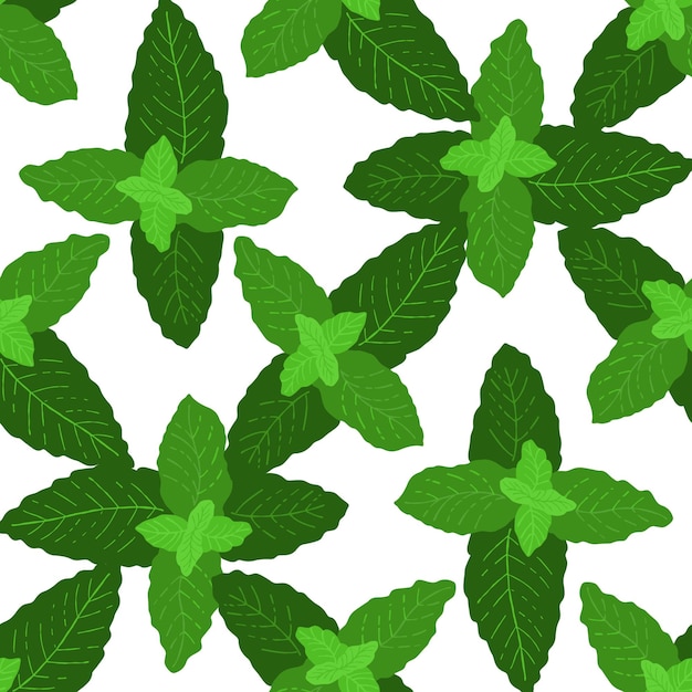 Seamless pattern with herbal mint illustration on white background