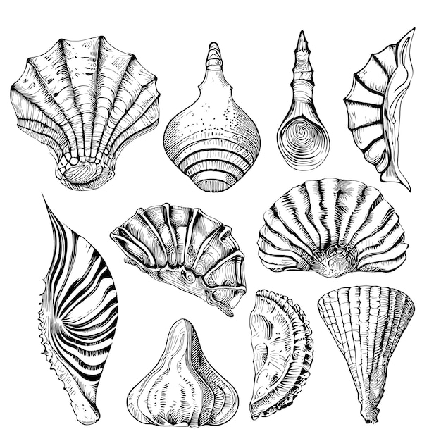 Seashell set hand drawn sketch illustration sea animals