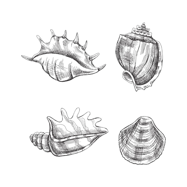 Seashells ammonite vector set Hand drawn sketch illustration Collection of realistic sketches of various molluscs sea shells of various shapes isolated on white background