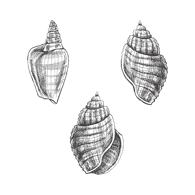 Seashells ammonite vector set Hand drawn sketch illustration Collection of realistic sketches of various molluscs sea shells of various shapes isolated on white background