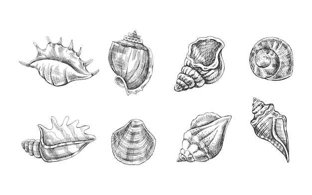 Seashells ammonite vector set Hand drawn sketch illustration Collection of realistic sketches of various molluscs sea shells of various shapes isolated on white background