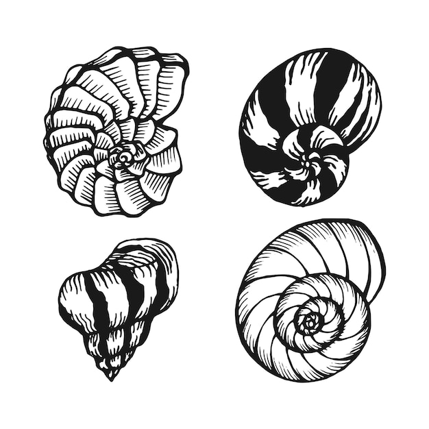 Seashells set Marine background Hand drawn vector illustration isolated on white background