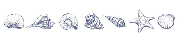 Seashells set textured sketches mollusks underwate sealife vector hand drawn illustration