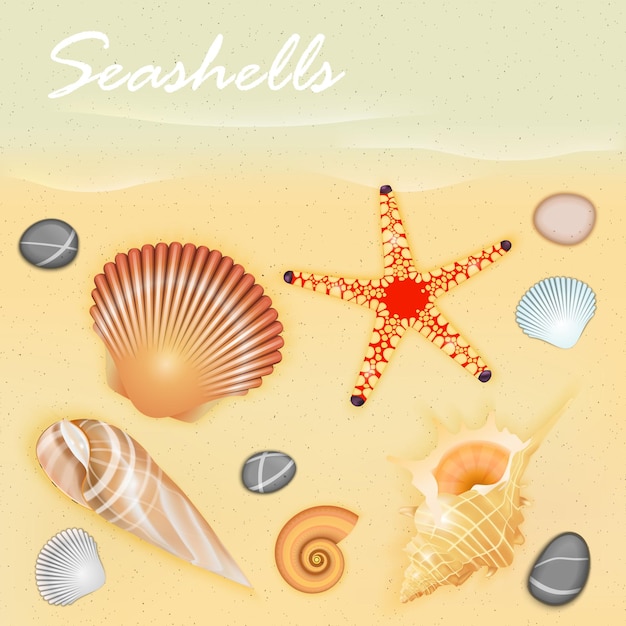 Seashells vector illustration