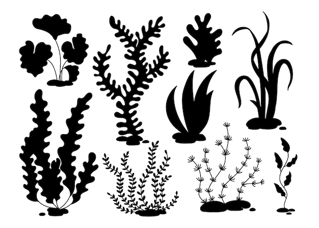 Seaweed hand drawn in doodle style