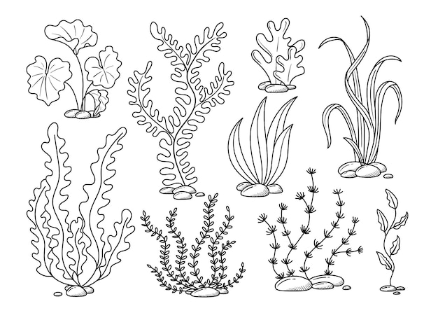 Seaweed hand drawn in doodle style