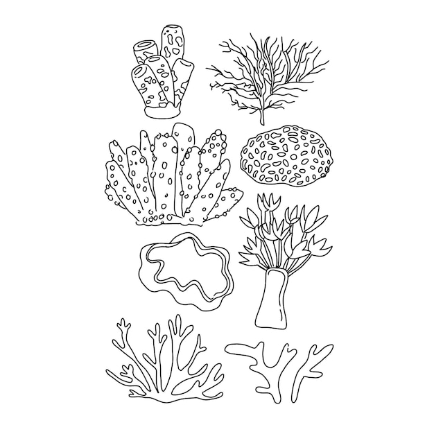 seaweed illustration sea vector water marine ocean nature aquatic plant underwater