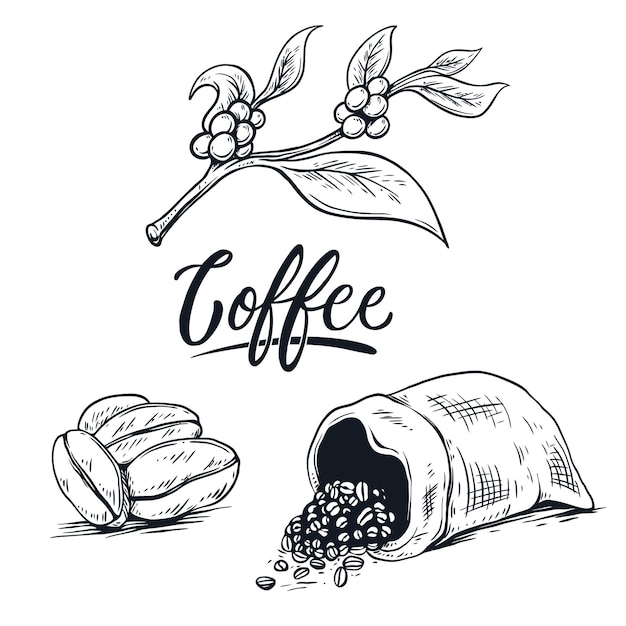 seed coffee hand writing illustration