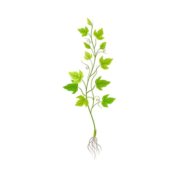 Seedling of Grape Plant with Thin Roots Isolated on White Background Vector Element