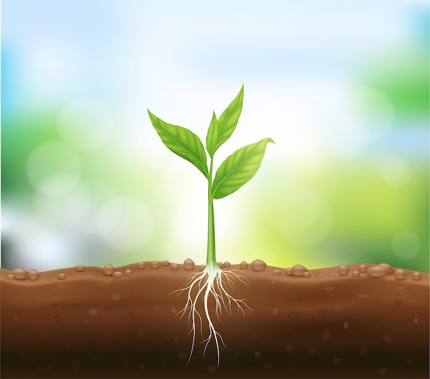 Seedling growing from fertile ground with underground roots close up. Agriculture concept.