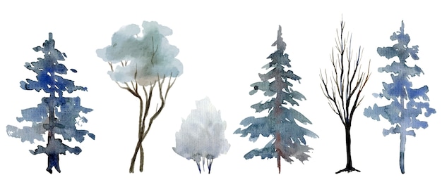 Selection of winter trees and shrubs